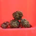 Vila Nova de Gaia A Hub for Cannabis Enthusiasts img-2988.jpg