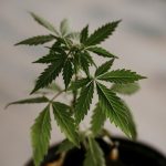 When you think of a weed shop in the Netherlands img-3063.jpg