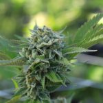 THC Vape Delivery Service in Belgium img-307.jpg