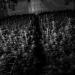 Bergen Cannabis Delivery: Online Ordering and Fast Delivery Service img-3080.jpg