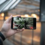 Malta Cannabis Market: Buying THC‑Rich Marijuana, Hemp, and CBD Online img-3338.jpg