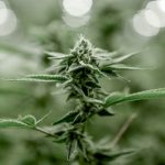 Looking for a reliable vape shop in Timisoara that offers high‑quality THC vape products? img-3356.jpg