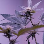Bari Cannabis Delivery: Fast, Reliable, and Affordable img-3414.jpg