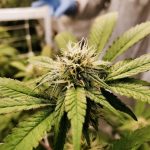 Welcome to the premier destination for cannabis enthusiasts in Bydgoszcz and the wider European Union img-539.jpg