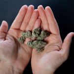 Looking for high‑quality THC‑rich cannabis in Košice? img-599.jpg
