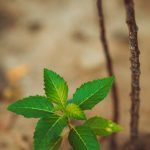 Sofia Cannabis Shop – Your Reliable Source for High‑Quality Cannabis img-72.jpg