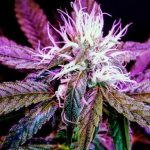 Cannabis in Gothenburg: Legal Landscape and Buying Guide img-852.jpg