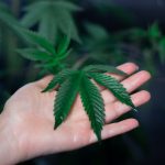 Buy Weed in Timisoara img-884.jpg