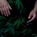 Munich Cannabis Shop: Your Ultimate Guide to Legal Cannabis in Germany img-917.jpg